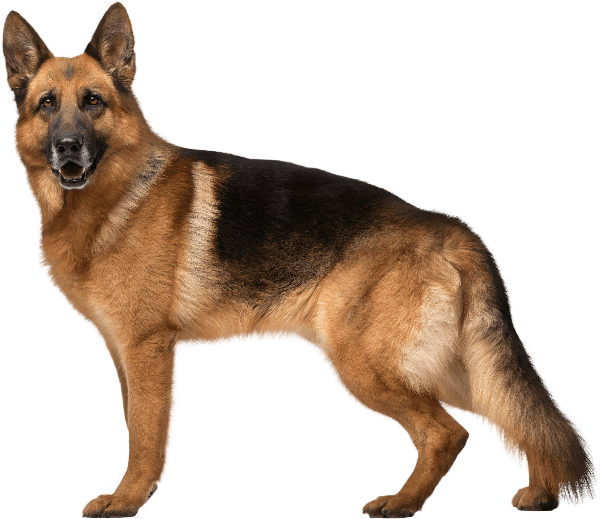 Alert German Shepherd Standing PNG Image