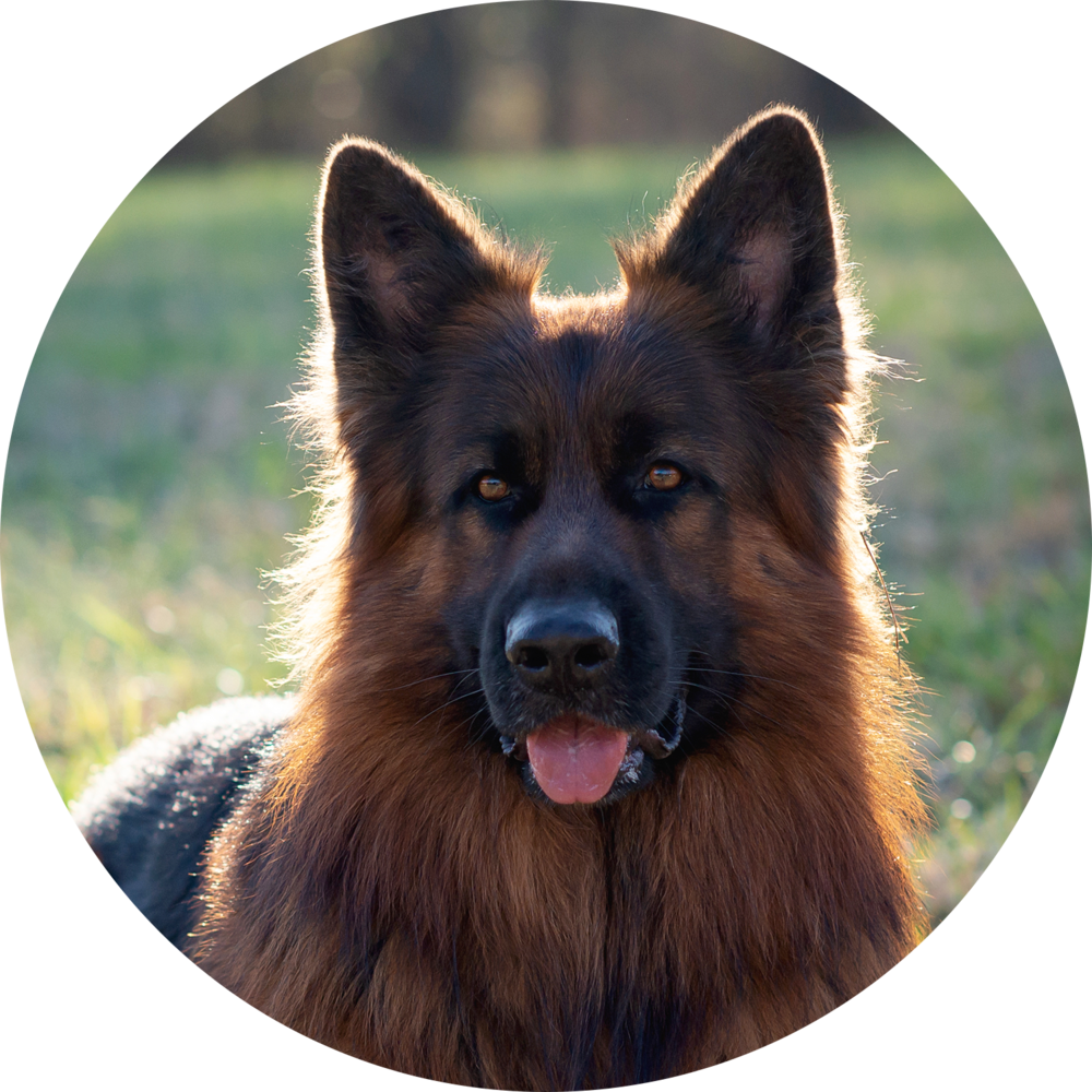 Alert German Shepherdin Sunlight PNG Image