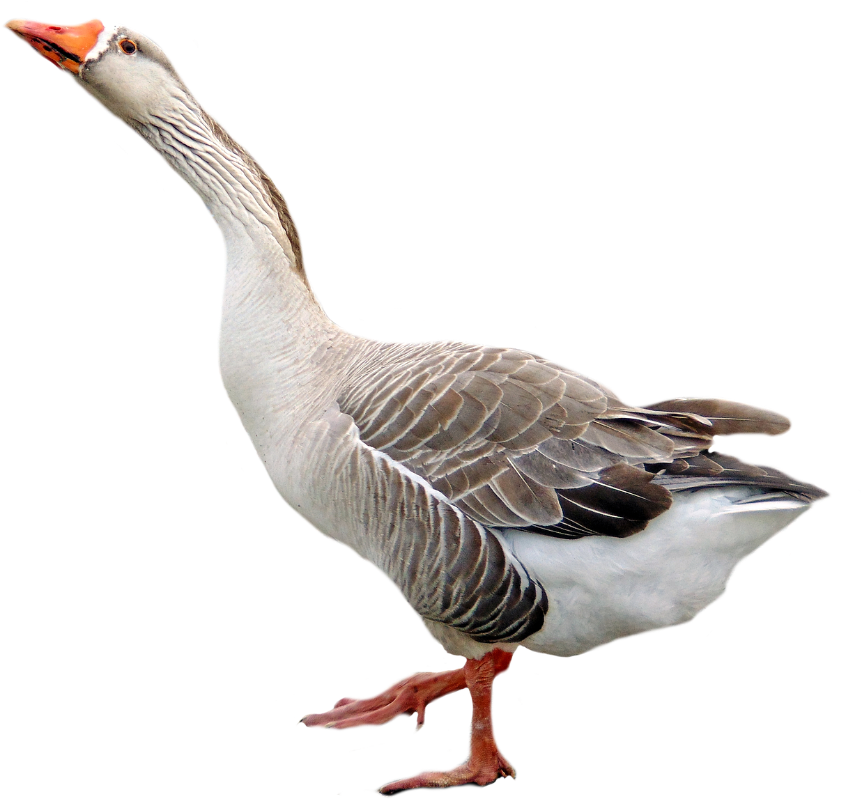 Alert Goose Standing Transparent Background.png PNG Image