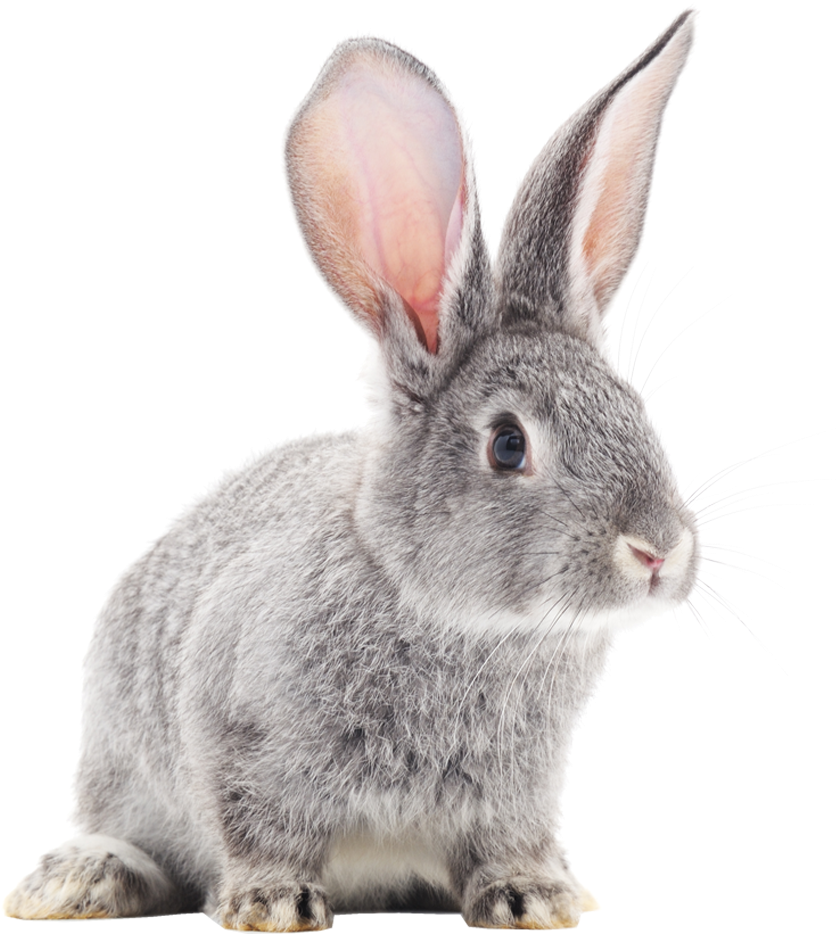 Alert Grey Rabbit Portrait PNG Image