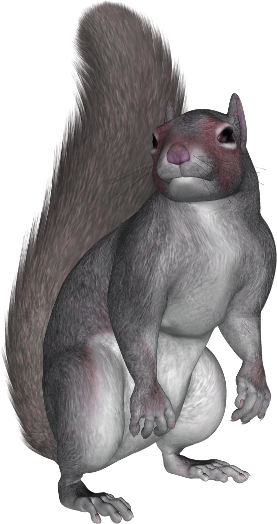 Alert Grey Squirrel Standing PNG Image