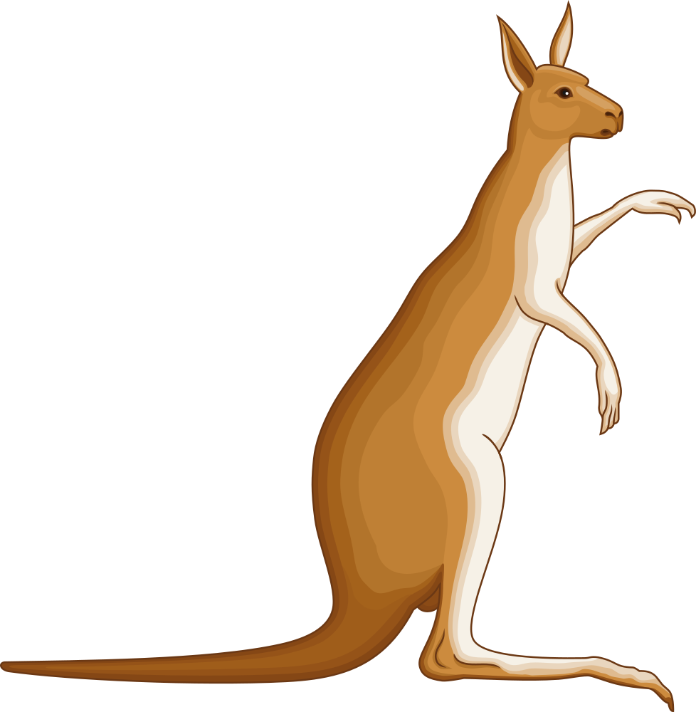 Alert Kangaroo Illustration PNG Image