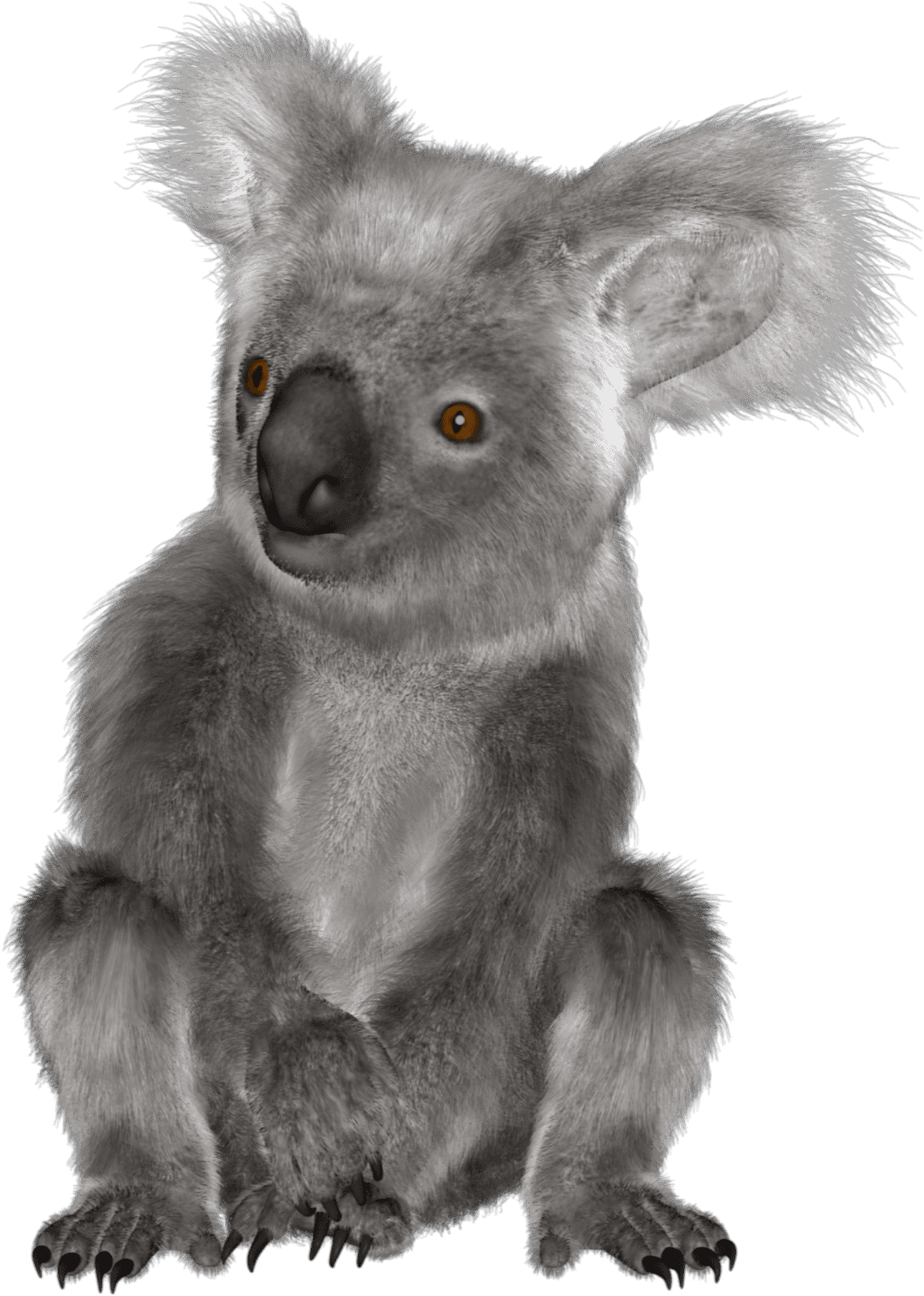 Alert Koala Portrait PNG Image