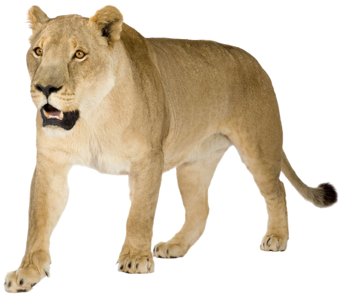 Alert Lioness Walking Transparent Background PNG Image