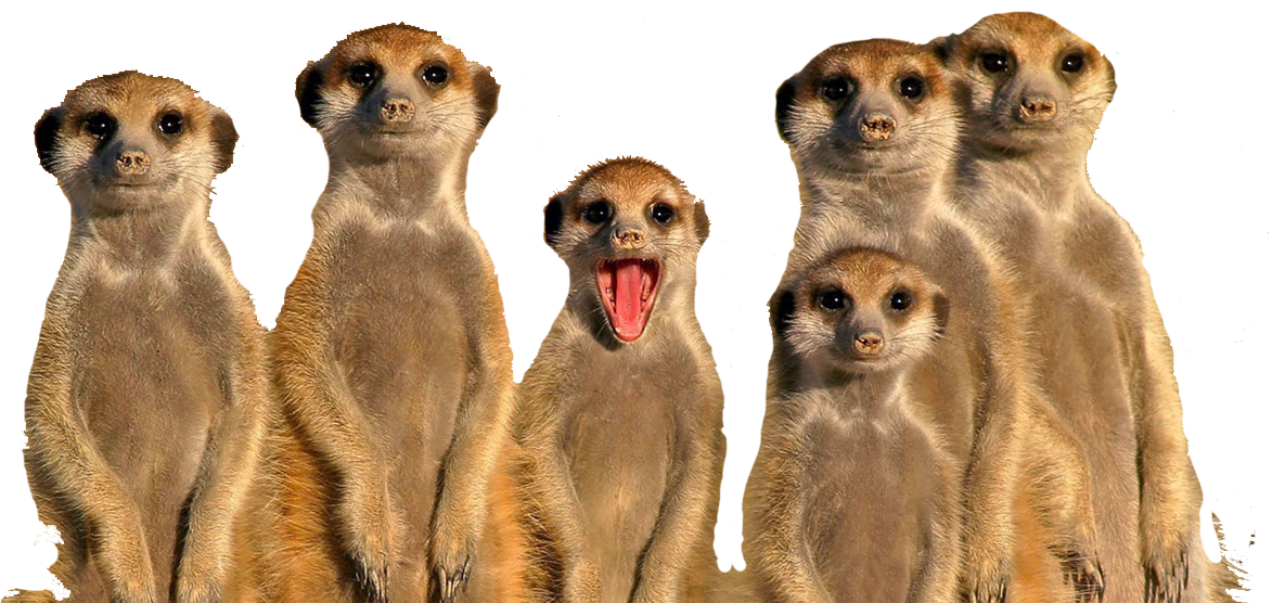 Alert Meerkat Group.png PNG Image