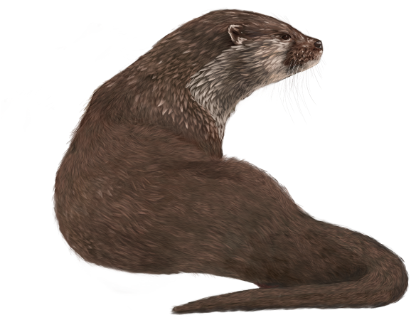 Alert Otter Profile PNG Image