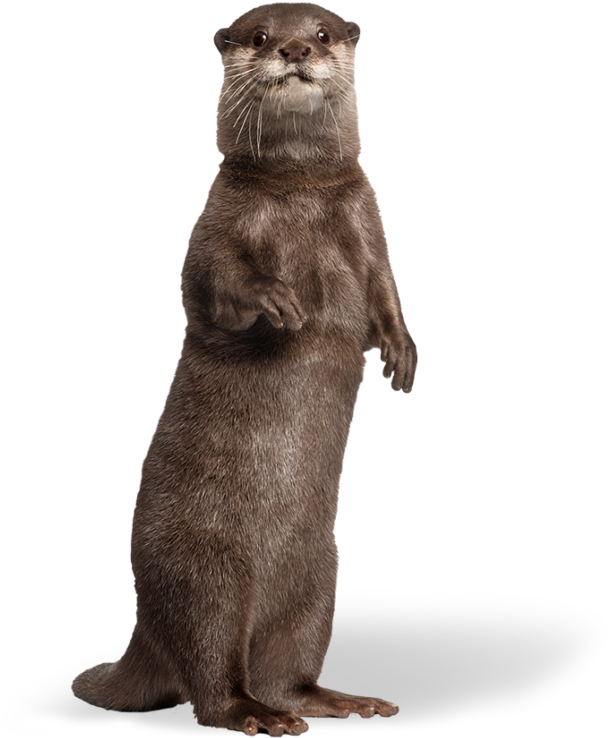 Alert Otter Standing PNG Image