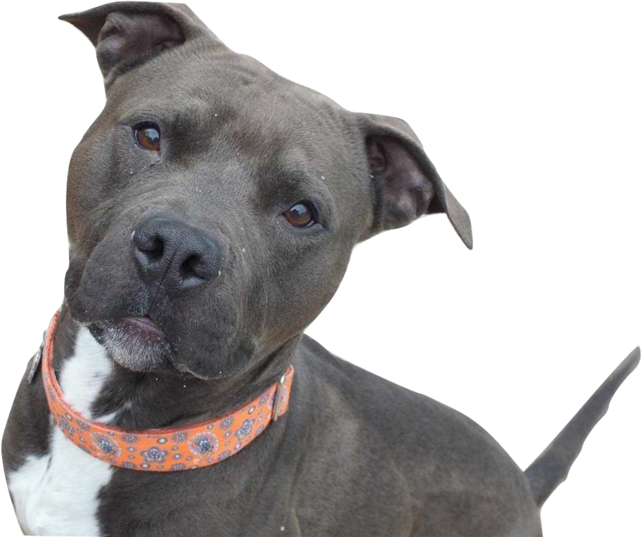 Alert Pitbull Dog Portrait PNG Image