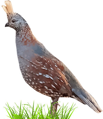 Alert Quail Standingin Grass.png PNG Image