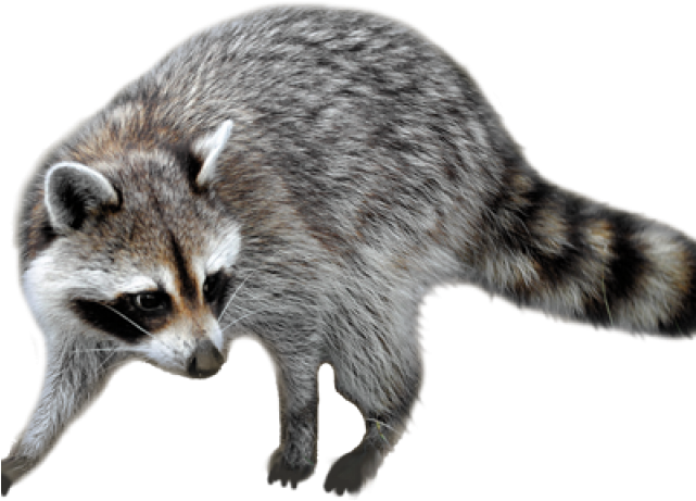 Alert Raccoonon Transparent Background PNG Image