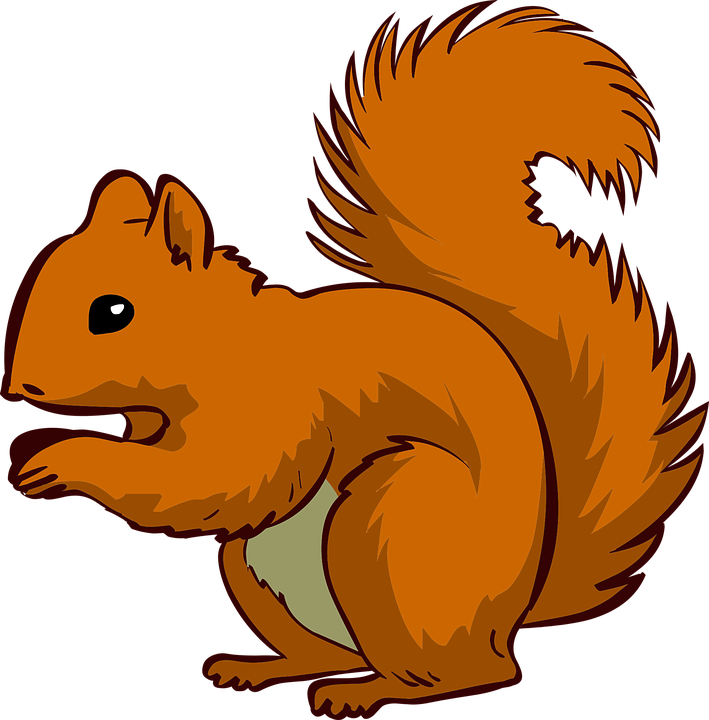 Alert Red Squirrel Illustration PNG Image