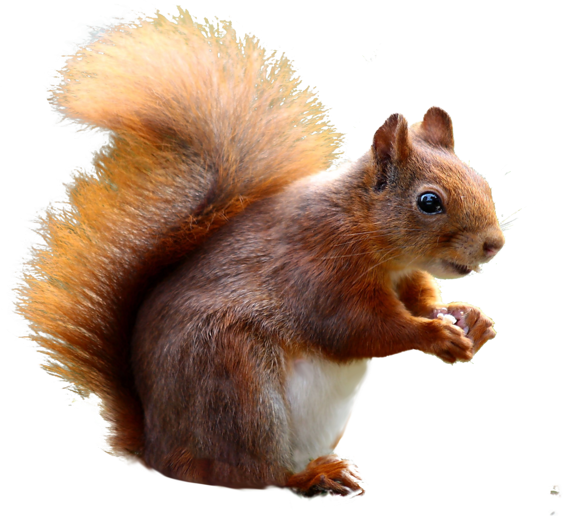 Alert Red Squirrel Profile PNG Image