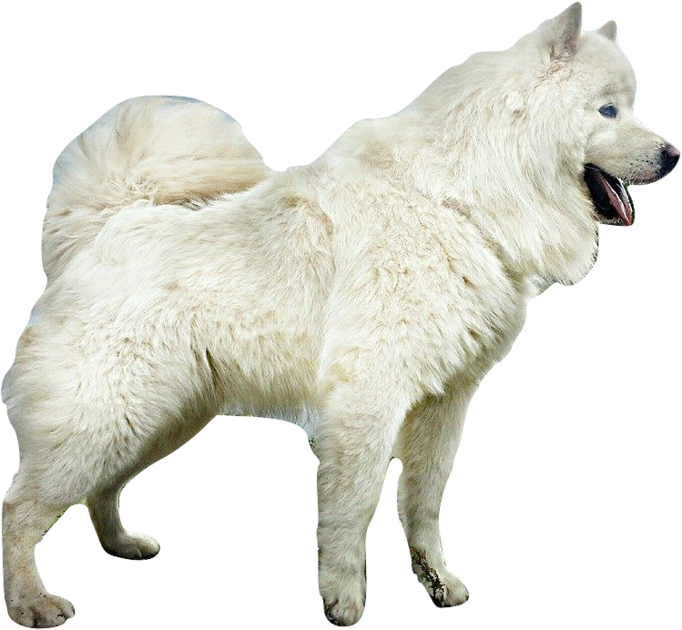 Alert Samoyed Dog Standing PNG Image