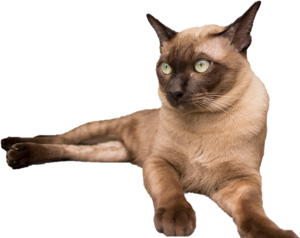 Alert Siamese Cat Blue Background PNG Image