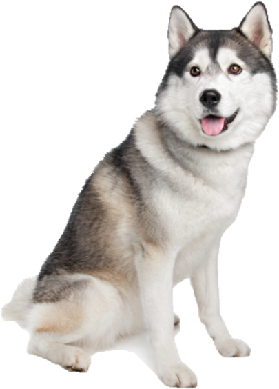 Alert Siberian Husky Dog PNG Image