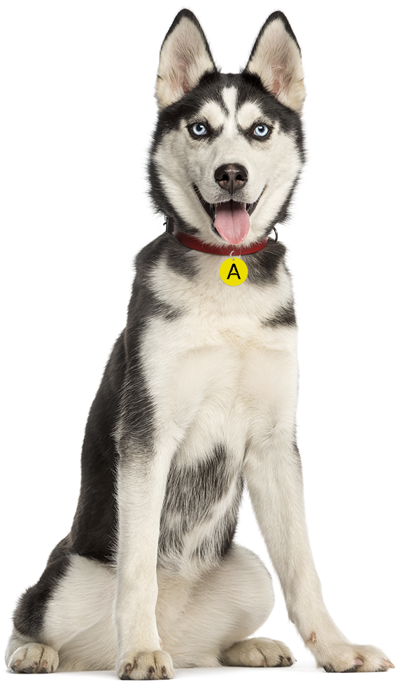 Alert Siberian Husky Sitting PNG Image