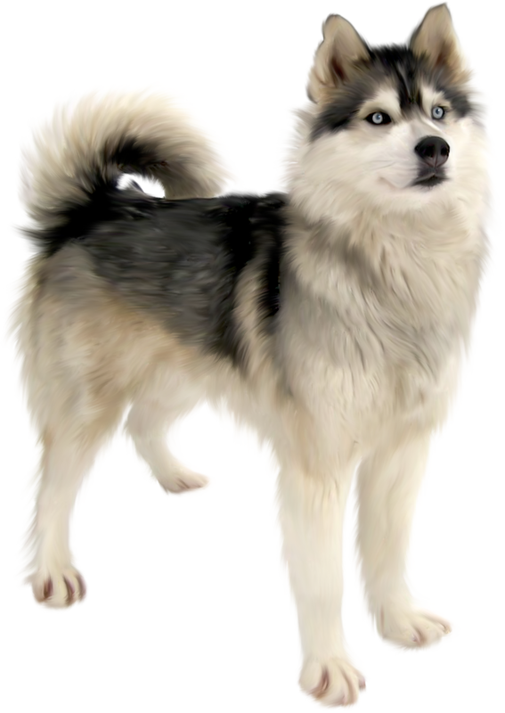 Alert Siberian Husky Standing PNG Image