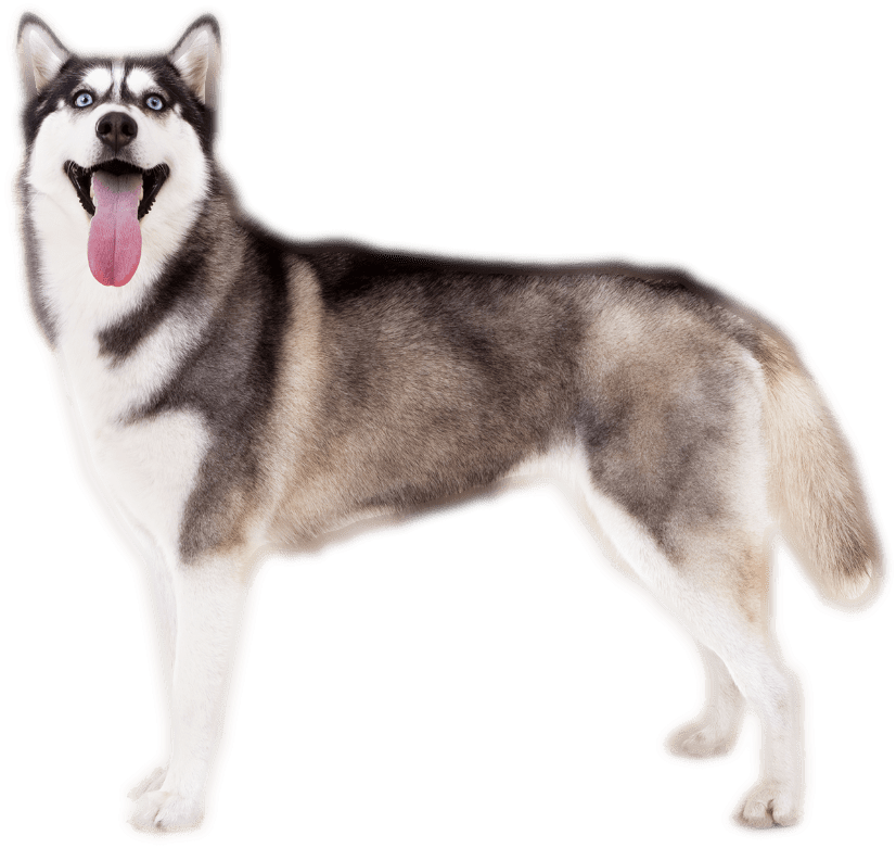 Alert Siberian Husky Standing PNG Image