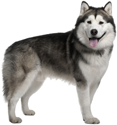 Alert Siberian Husky Standing PNG Image