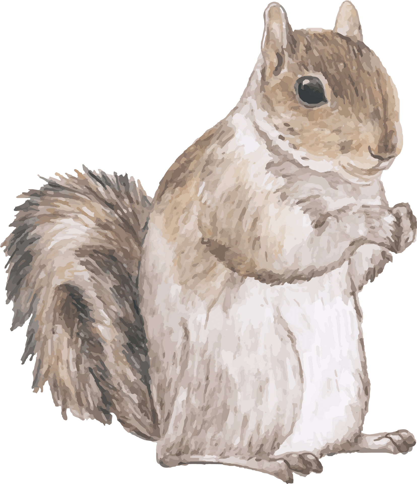 Alert Squirrel Illustration.png PNG Image