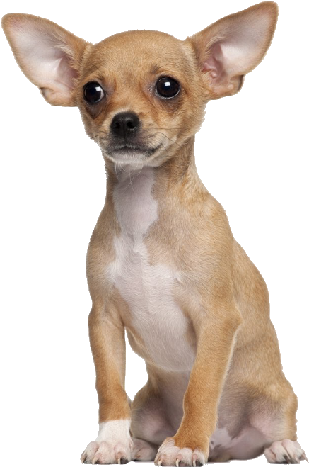 Alert Tan Chihuahua Puppy PNG Image