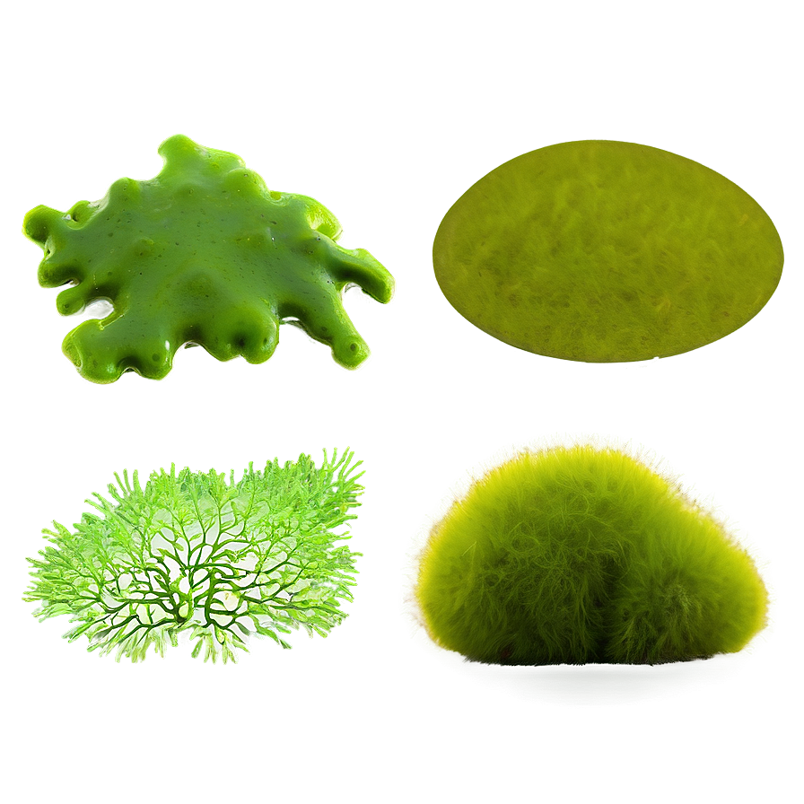 Algae Texture Background Png Saa PNG Image