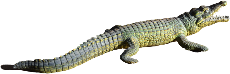 Alligator Sunbathingon Bank PNG Image