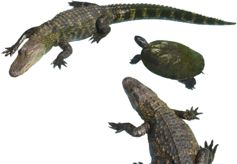 Alligatorsand Turtle Aquatic Reptiles PNG Image