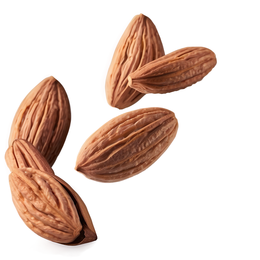 Almond Drawing Png Cvg23 PNG Image