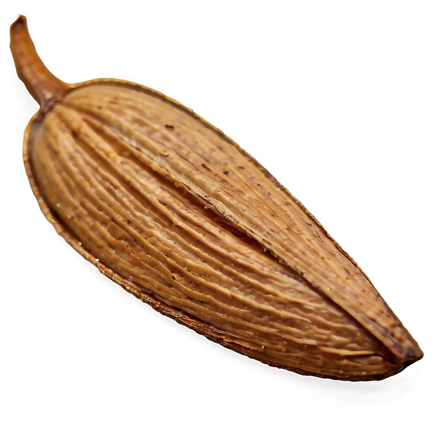 Almond On White Png Bkq PNG Image