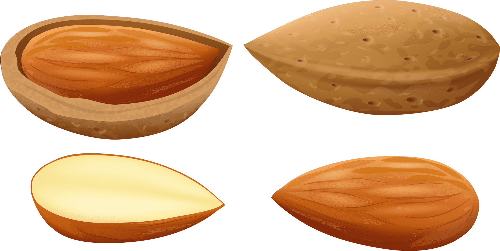 Almond Stages Illustration PNG Image