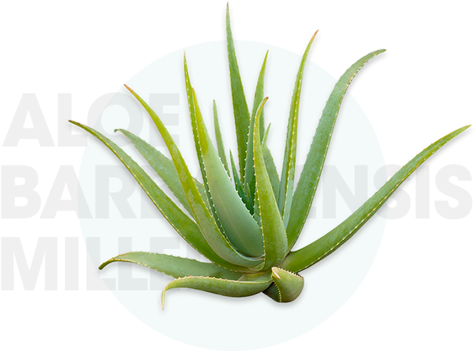 Aloe Barbadensis Miller Plant PNG Image