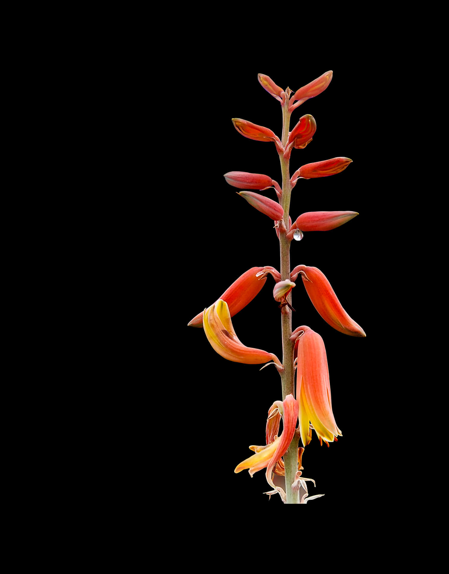 Aloe Vera Blooming Against Black Background PNG Image