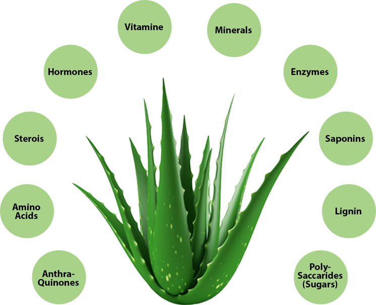 Aloe Vera Components Illustration PNG Image