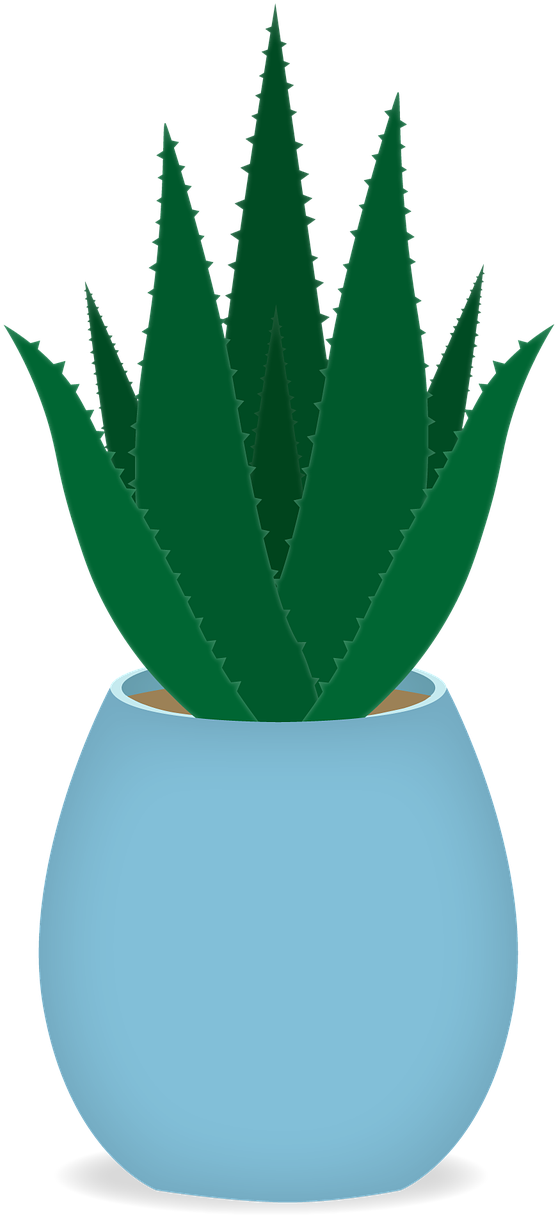 Aloe Vera Plantin Blue Pot PNG Image