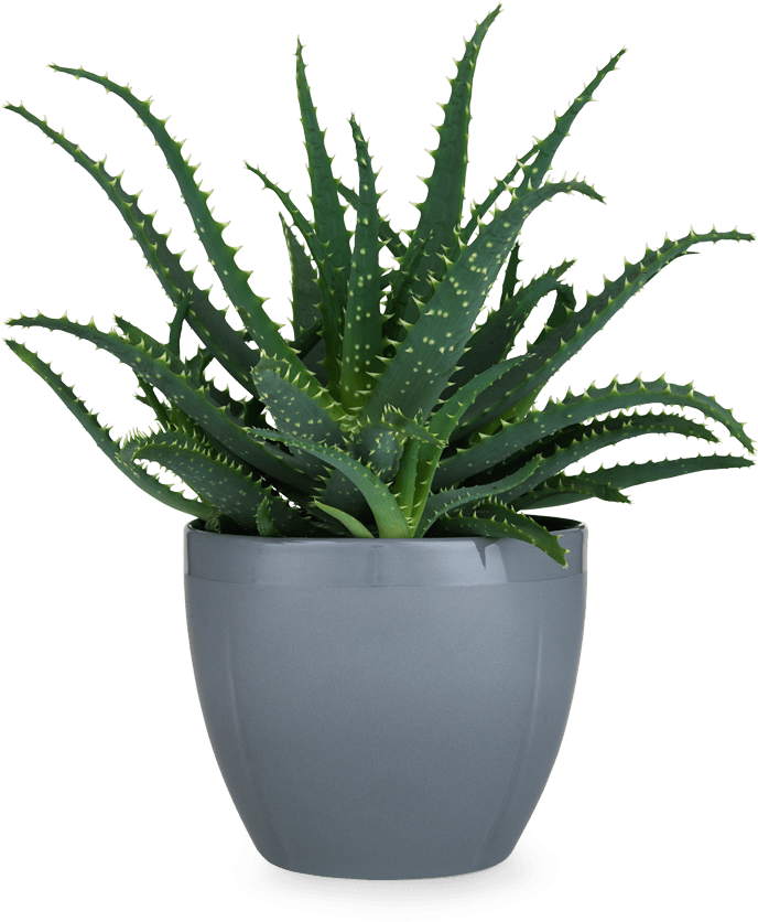 Aloe Vera Plantin Grey Pot PNG Image