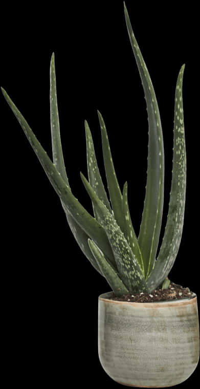 Aloe Vera Plantin Pot PNG Image