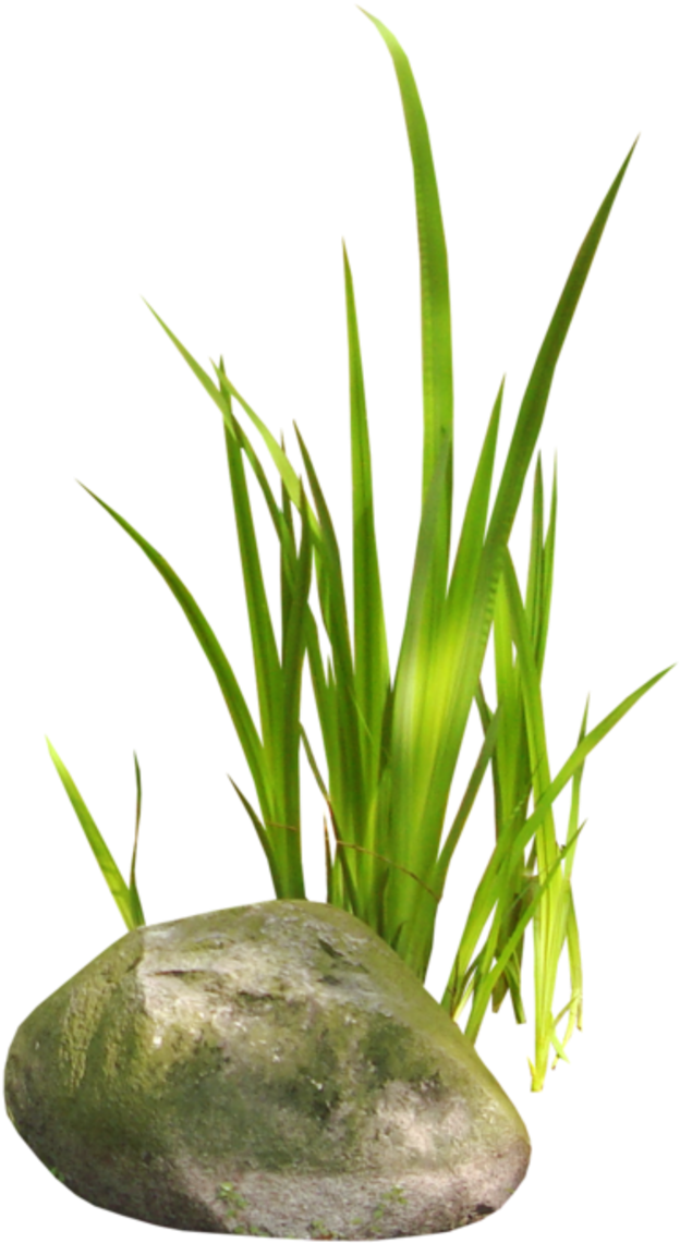 Aloe Vera Planton Rock PNG Image