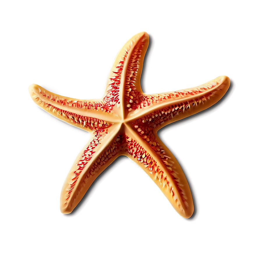 Aloha Starfish Pattern Png Xru PNG Image