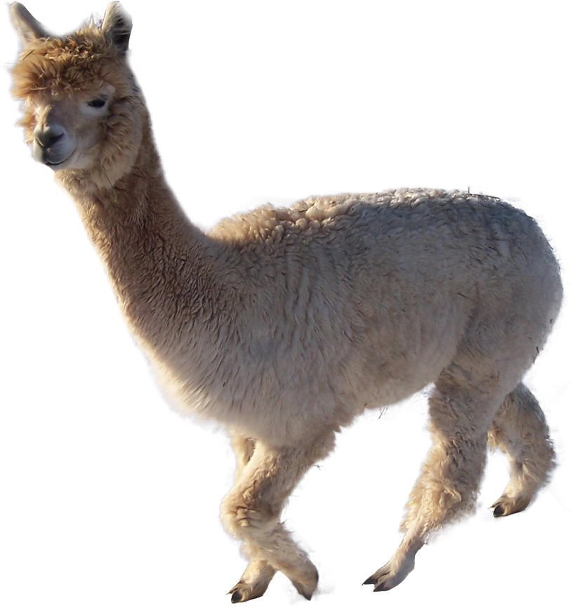 Alpaca Profile Isolated.png PNG Image