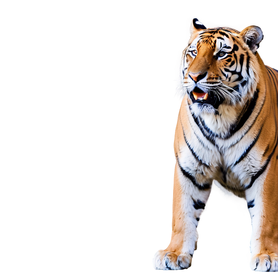 Alpha Tiger Displaying Power Png 06252024 PNG Image