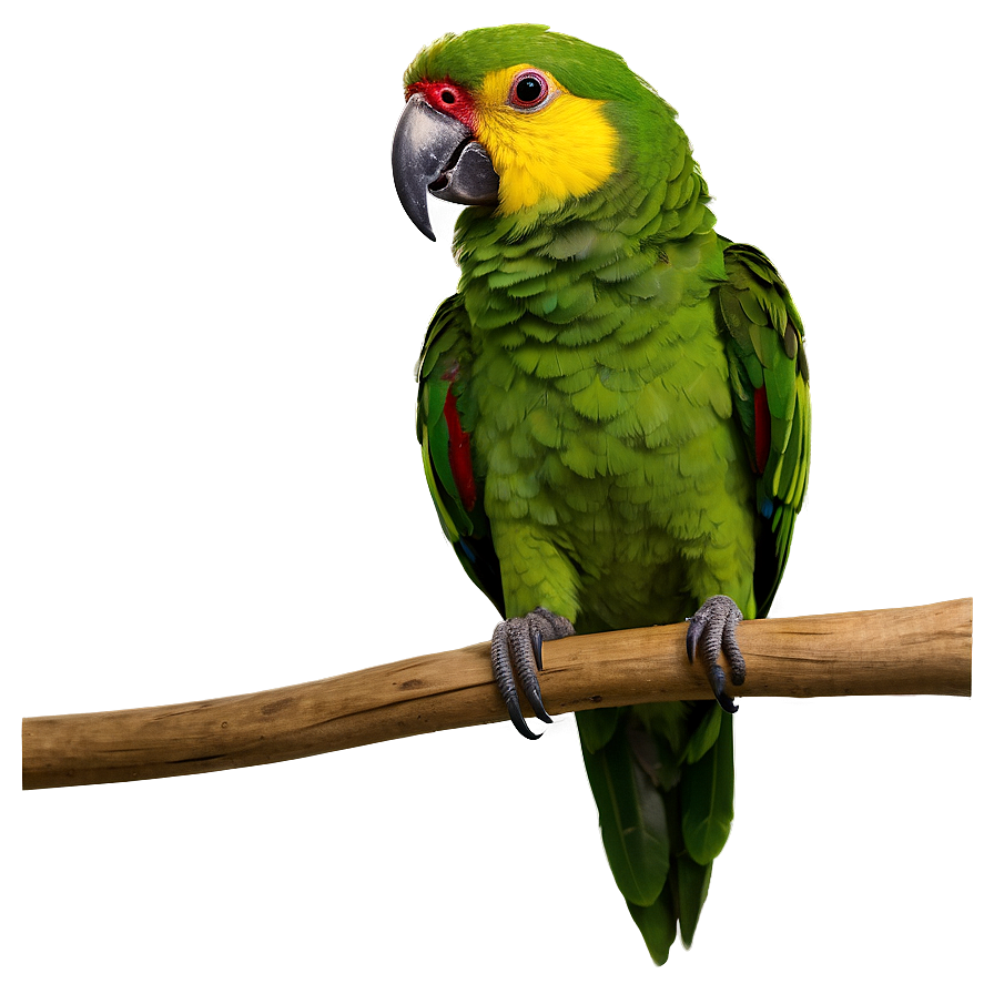 Amazon Parrot Png Omh25 PNG Image