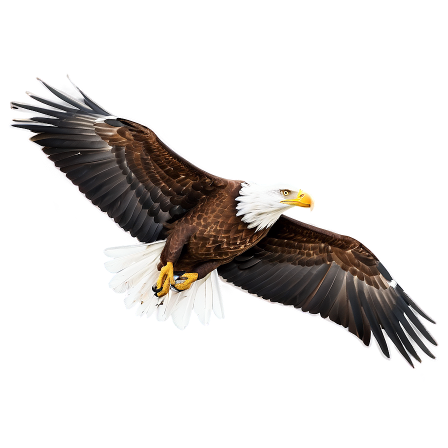 American Eagle Gliding Png 12 PNG Image