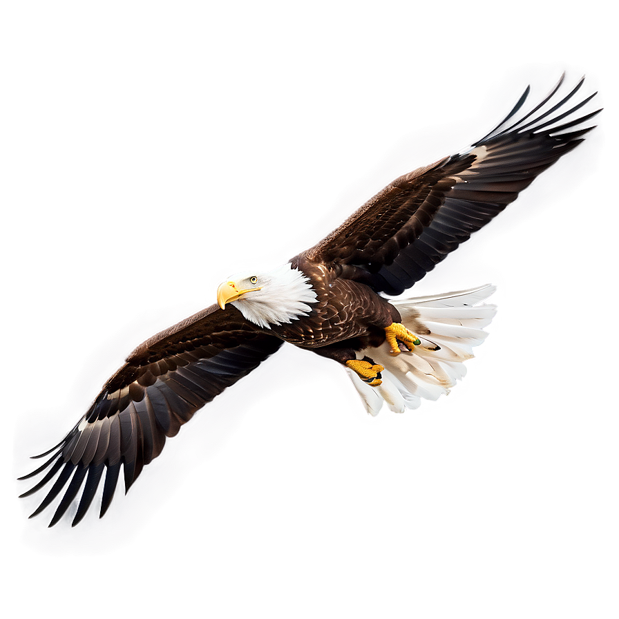 American Eagle Gliding Png Tul PNG Image