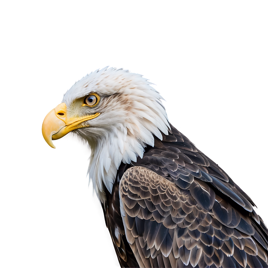 American Eagle In Dawn Light Png Cvt94 PNG Image