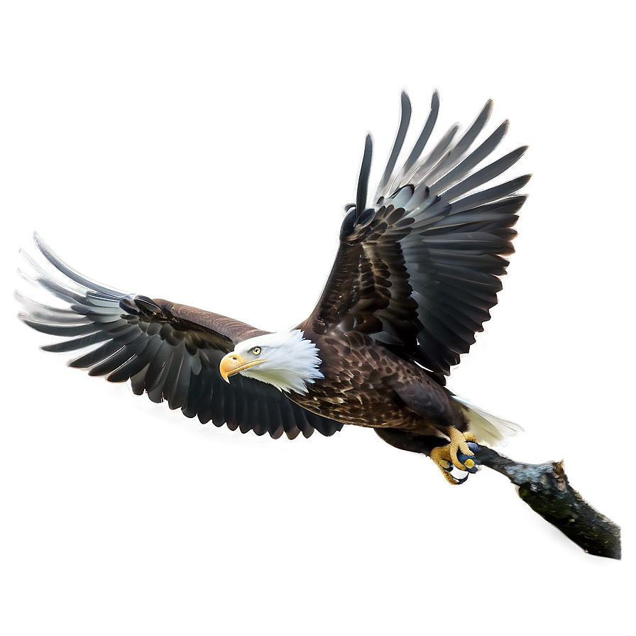 American Eagle In Forest Png Fft PNG Image