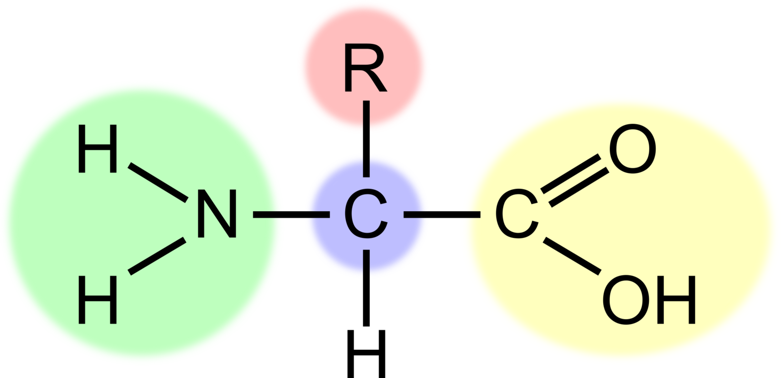 Amino Acid Structure Diagram PNG Image