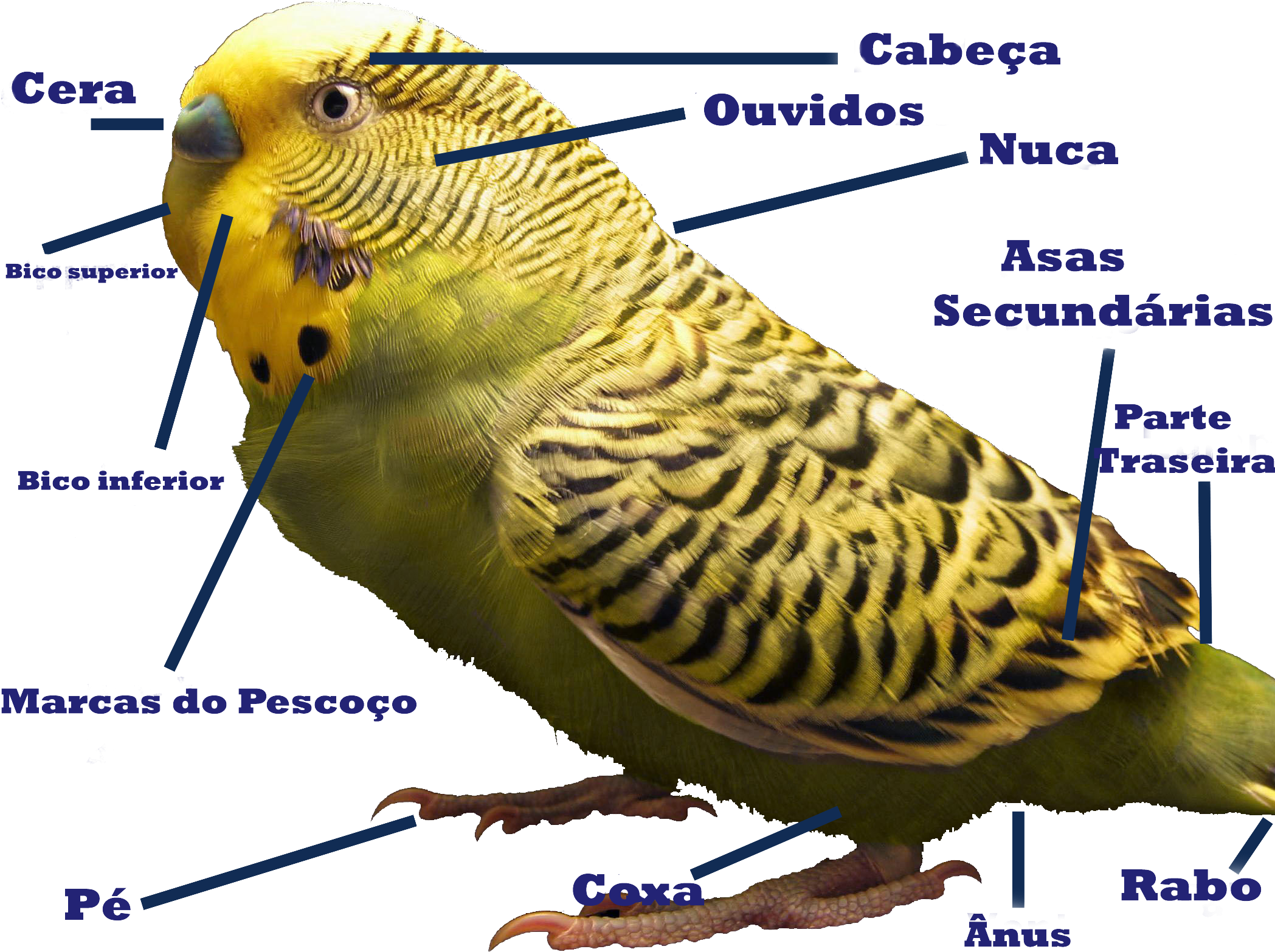 Anatomiade Periquito Australiano.png PNG Image