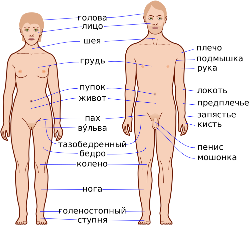 Anatomical Body Parts Labels Russian PNG Image