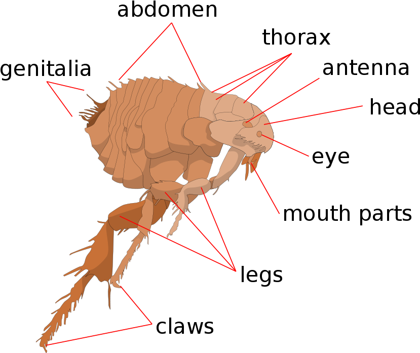 Anatomical Diagramofa Flea PNG Image